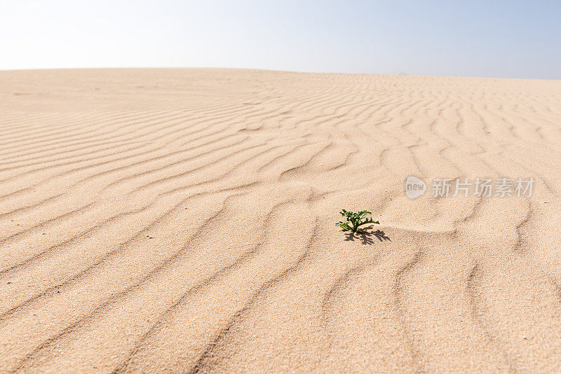 small plant on sandhill - Corralejo Fuerteventura